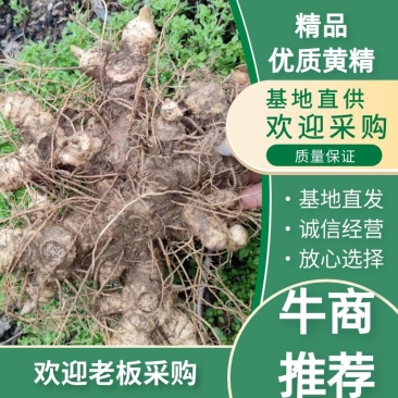 精品优质黄精基地直供一手货源可视频看货！