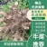 精品优质黄精基地直供一手货源可视频看货！