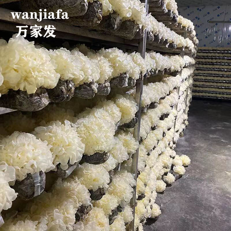 福建古田新鲜银耳高山银耳莲子羹必配品6朵装