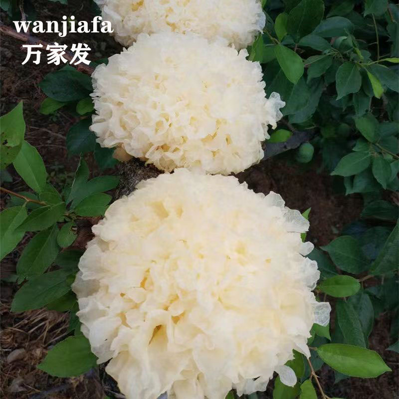 福建古田新鲜银耳高山银耳莲子羹必配品6朵装
