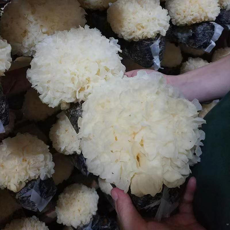 福建古田新鲜银耳高山银耳莲子羹必配品6朵装