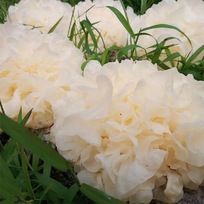 福建古田新鲜银耳高山银耳莲子羹必配品6朵装