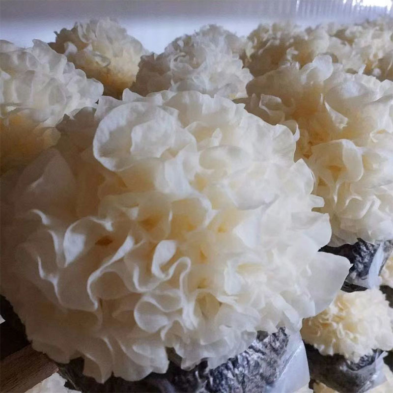 福建古田新鲜银耳高山银耳莲子羹必配品6朵装
