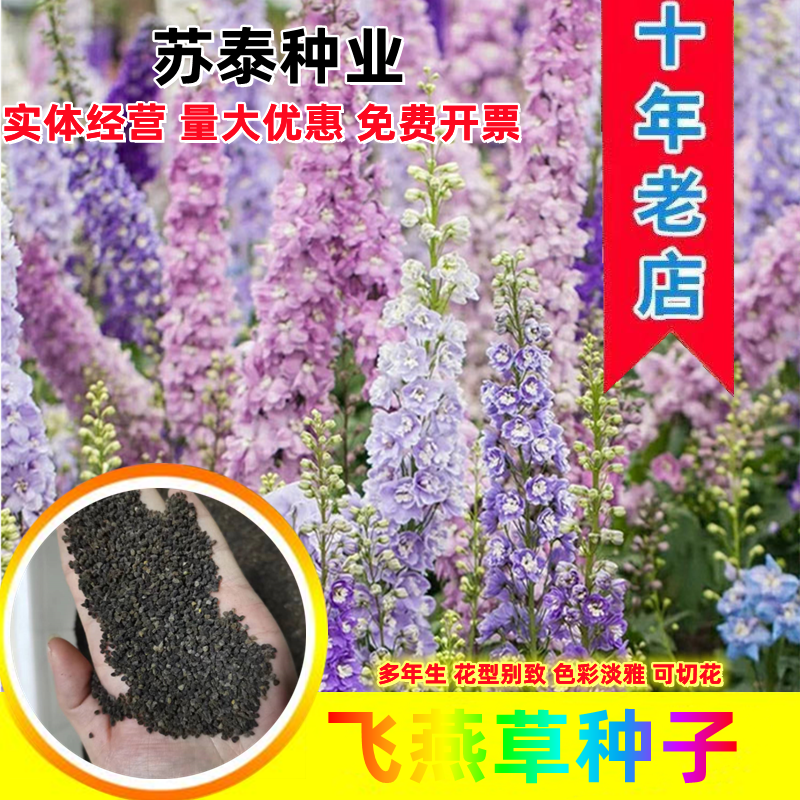 大花飞燕草种子多年生四季开花盆栽室外庭院耐寒易种活花卉种
