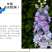 大花飞燕草种子多年生四季开花盆栽室外庭院耐寒易种活花卉种