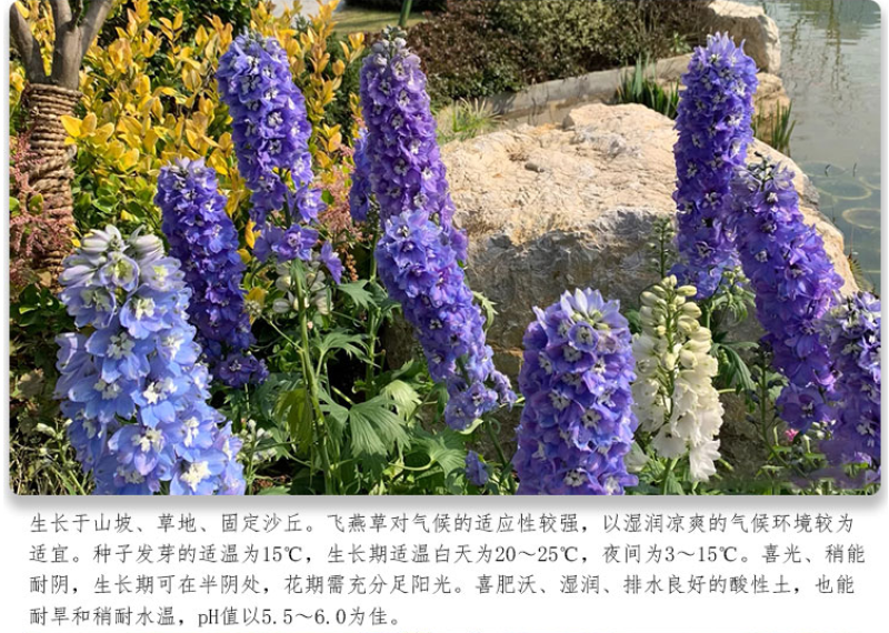 大花飞燕草种子多年生四季开花盆栽室外庭院耐寒易种活花卉种