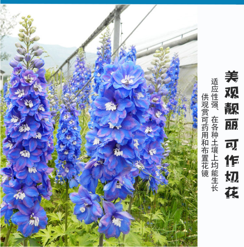 大花飞燕草种子多年生四季开花盆栽室外庭院耐寒易种活花卉种