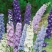 大花飞燕草种子多年生四季开花盆栽室外庭院耐寒易种活花卉种