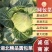 圆包菜湖北精品甘蓝斯特丹，产地直发，保质保量
