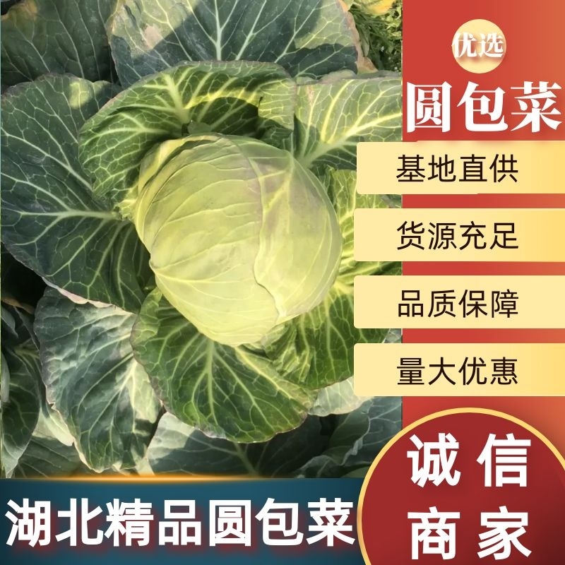 圆包菜湖北精品甘蓝斯特丹，产地直发，保质保量