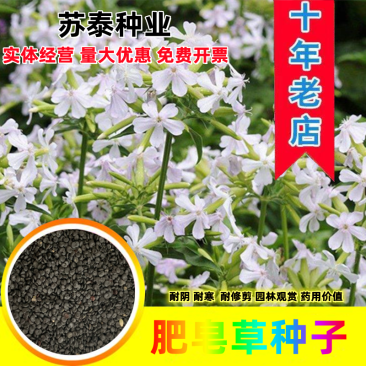肥皂草种子石碱花种子多年生花卉种子种花籽四季易活景观花海