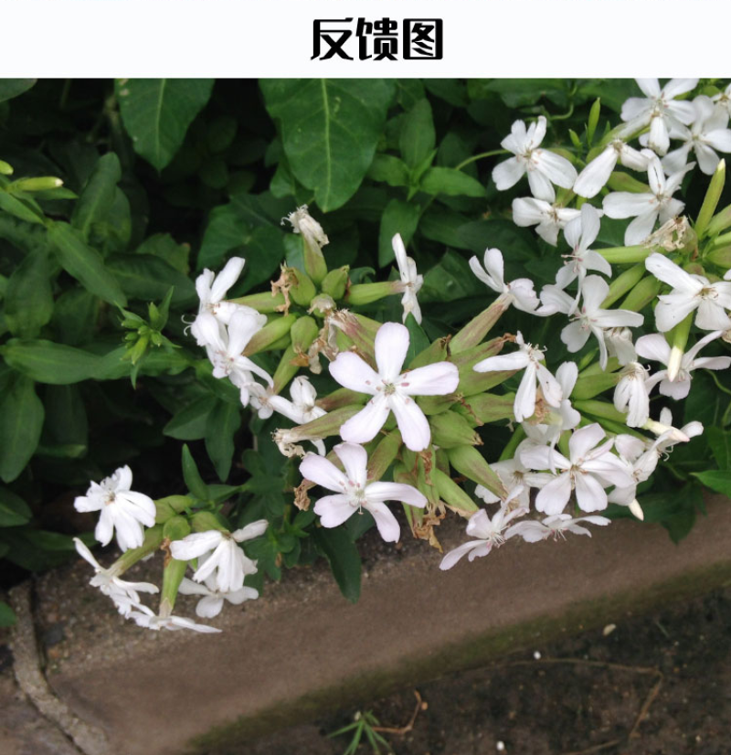 肥皂草种子石碱花种子多年生花卉种子种花籽四季易活景观花海