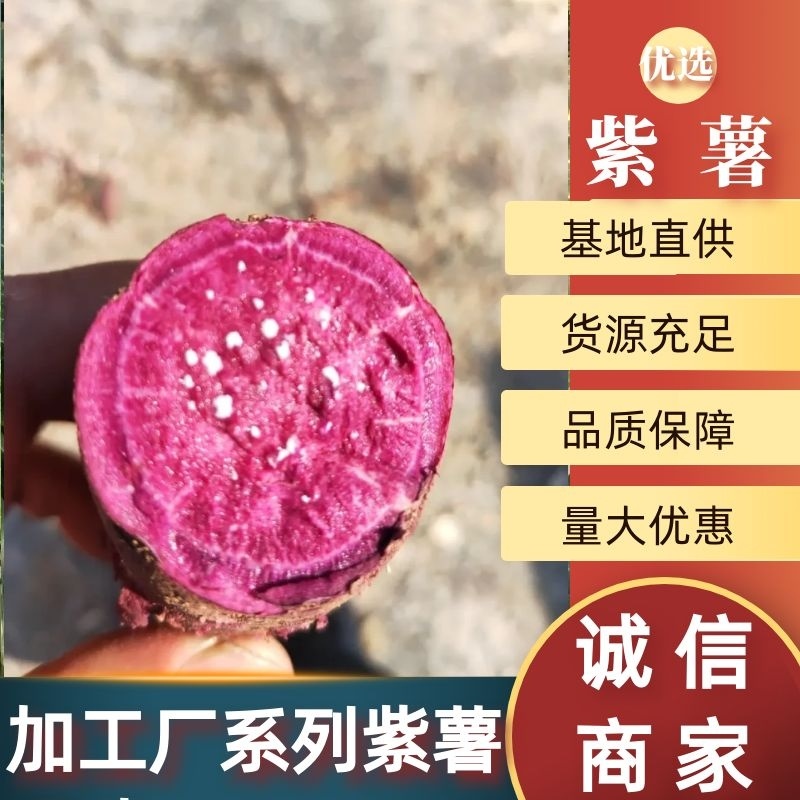 加工厂系列紫薯品种，紫薯紫罗兰，凌紫，济黑