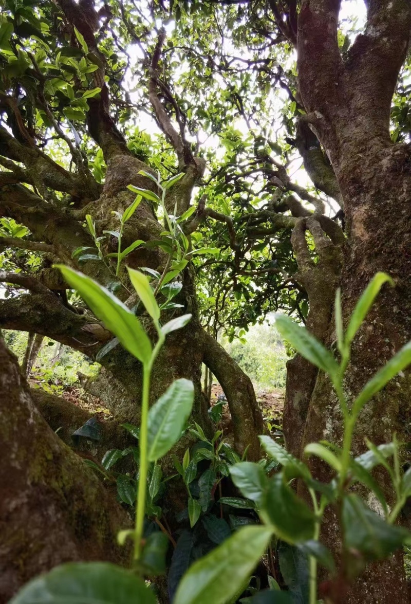 云南古树普洱生茶加工厂批发量大从优（昆明五华区妙海茶厂