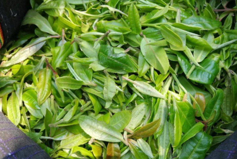 云南古树普洱生茶加工厂批发量大从优（昆明五华区妙海茶厂