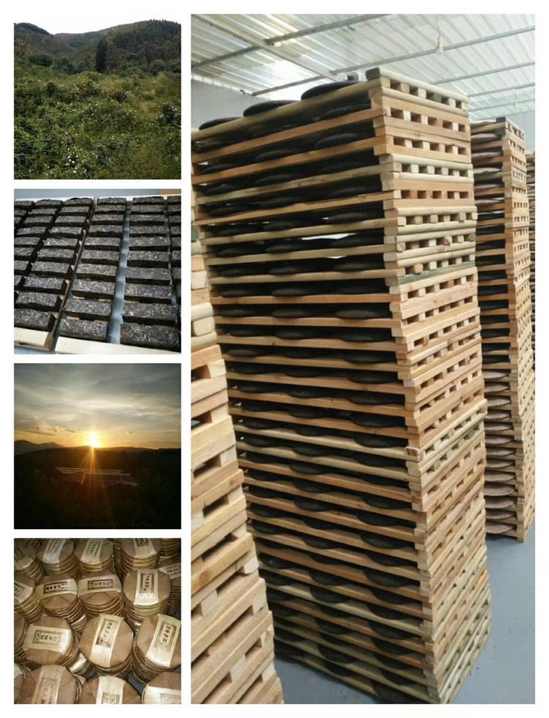 云南古树普洱生茶加工厂批发量大从优（昆明五华区妙海茶厂