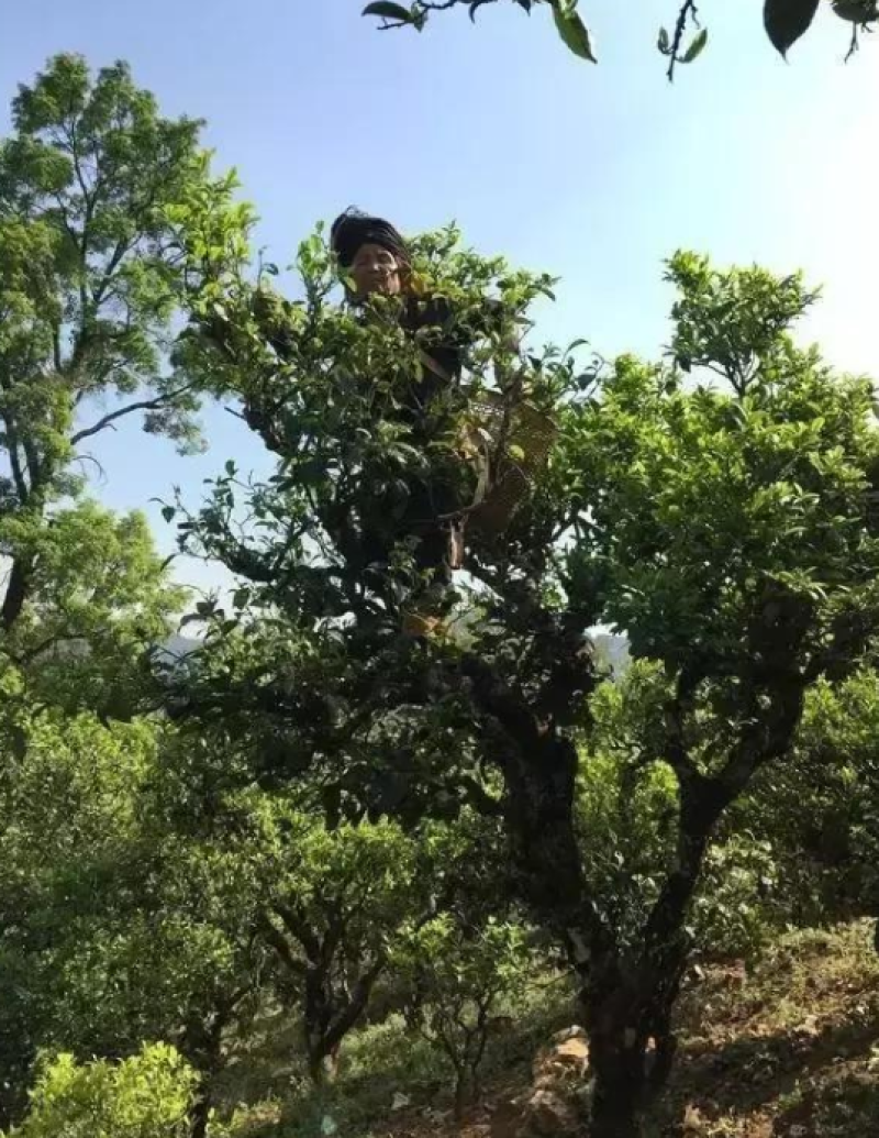 云南古树普洱生茶加工厂批发量大从优（昆明五华区妙海茶厂