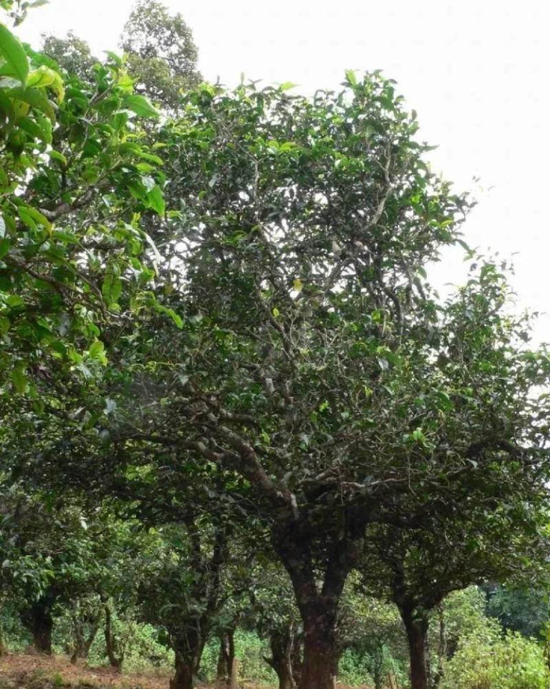 古树忙肺喜欢的来昆明五华区妙海茶厂考察详情找小建