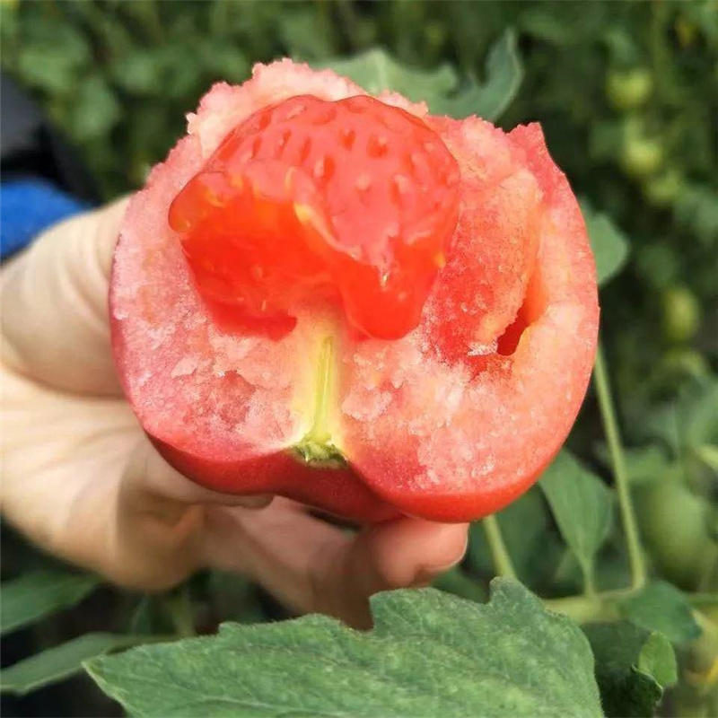 鑫棚21番茄种子极早熟西红柿种子果大杭病肉厚耐运粉红果