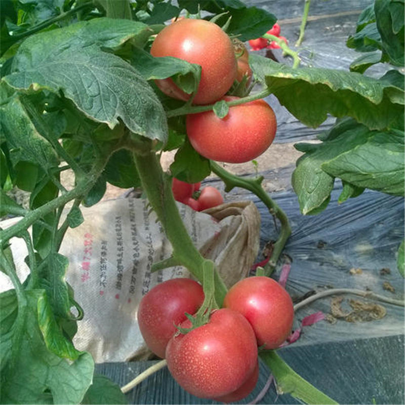 鑫棚21番茄种子极早熟西红柿种子果大杭病肉厚耐运粉红果