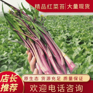 【精品好货】红菜苔，一手货源，质优价美，全国发货