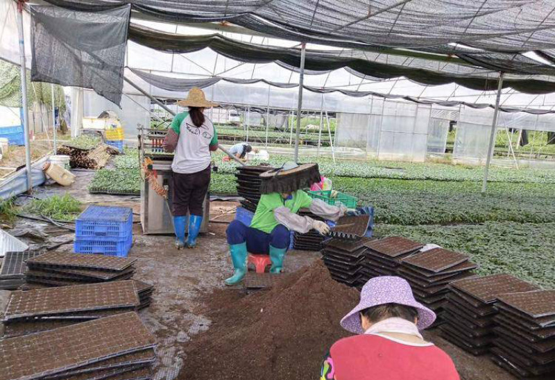 番茄苗西红柿苗石头番茄苗嫁接红果番茄苗育苗基地