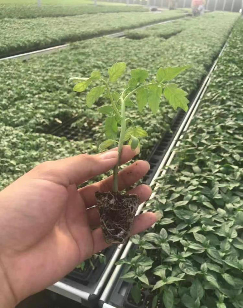 番茄苗西红柿苗石头番茄苗嫁接红果番茄苗育苗基地