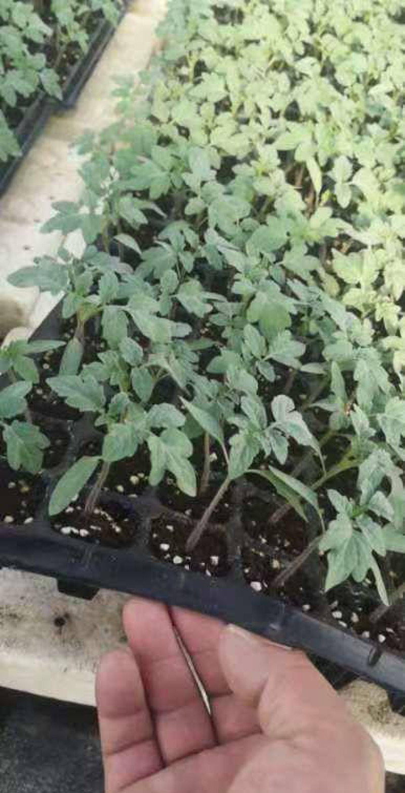 番茄苗西红柿苗石头番茄苗嫁接红果番茄苗育苗基地