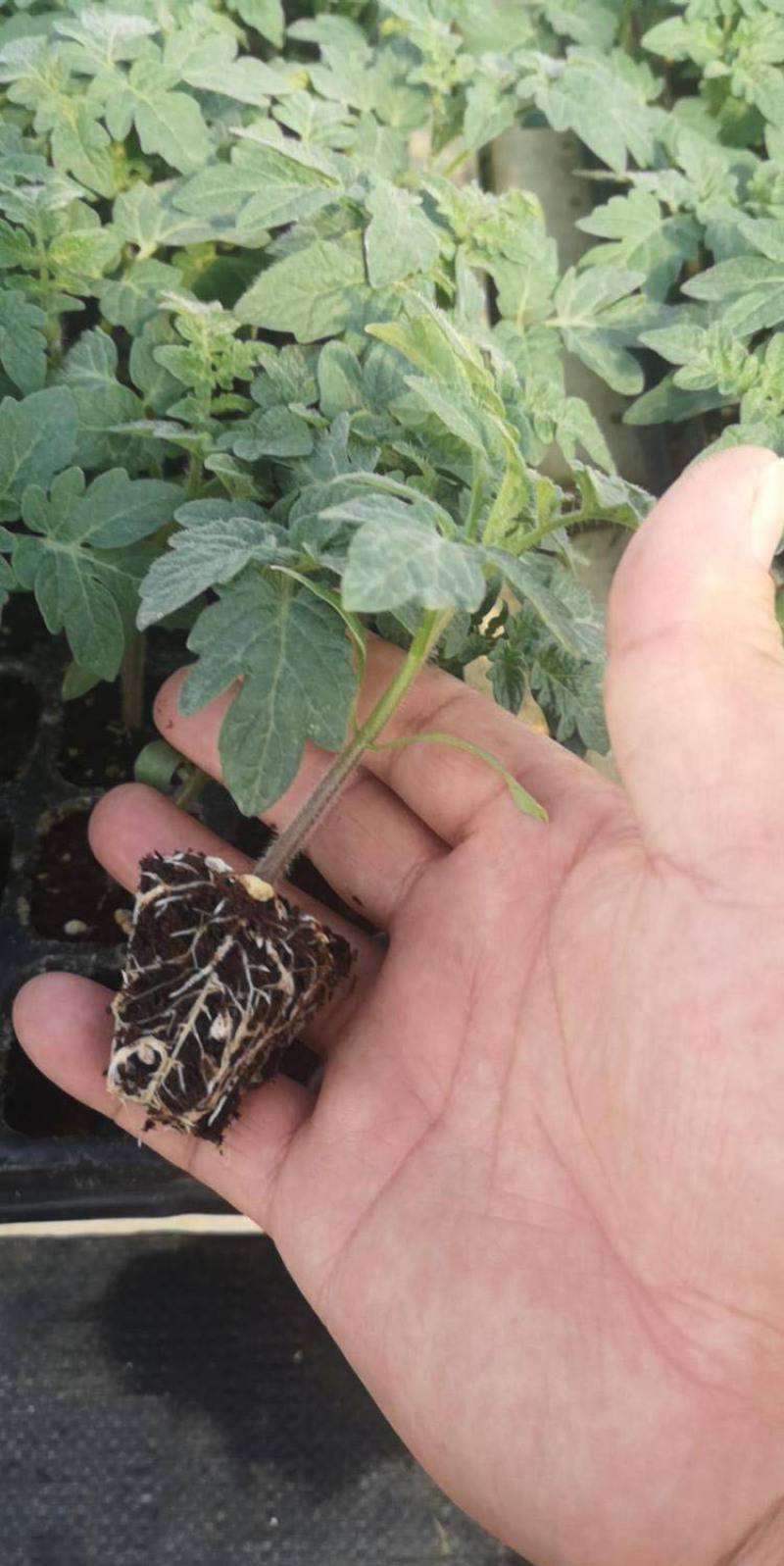 番茄苗西红柿苗石头番茄苗嫁接红果番茄苗育苗基地