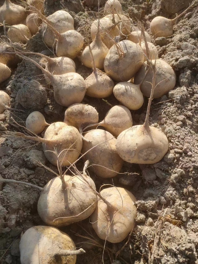 精品豆薯产地货源质量保证品质上乘欢迎联系