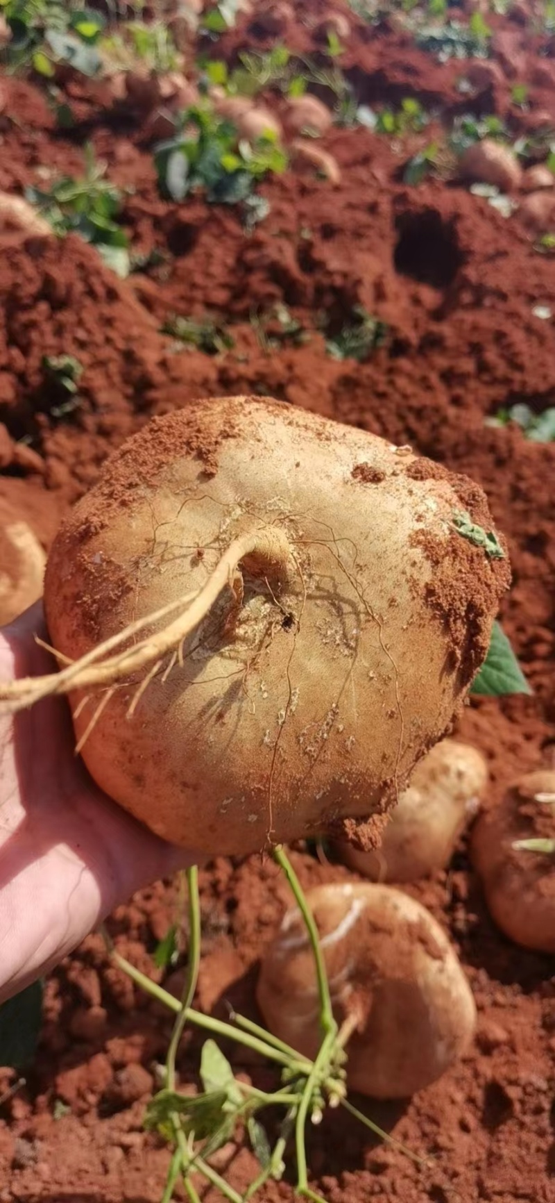湛江豆薯质量保证价格实惠质量保证欢迎咨询