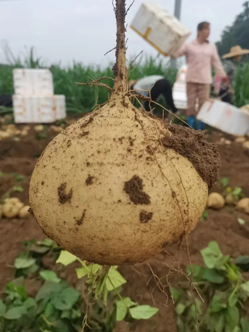 湛江新鲜凉薯脆甜多汁现挖现发规格齐全欢迎咨询