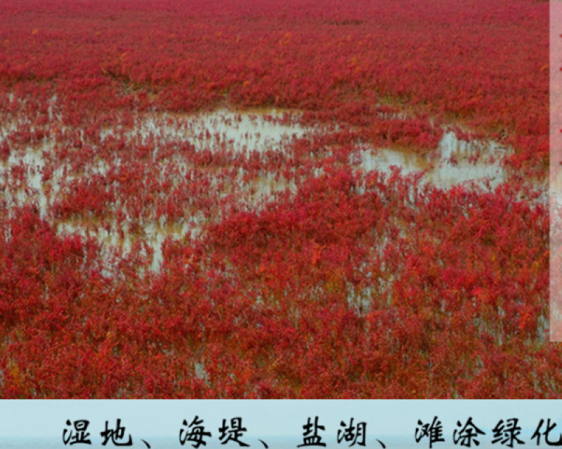 碱蓬草种子盐地碱蓬土壤改善沙地荒地耐盐碱治理护坡翅碱蓬