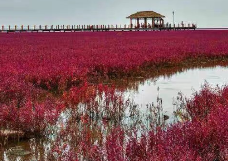 碱蓬草种子盐地碱蓬土壤改善沙地荒地耐盐碱治理护坡翅碱蓬