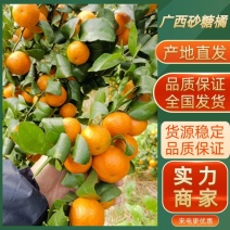精品砂糖橘广西砂糖橘产地直发品质保证