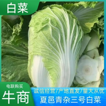 青杂三号白菜商丘夏邑白菜上市，品质好，价格低欢迎老板采购