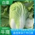 青杂三号白菜商丘夏邑白菜上市，品质好，价格低欢迎老板采购