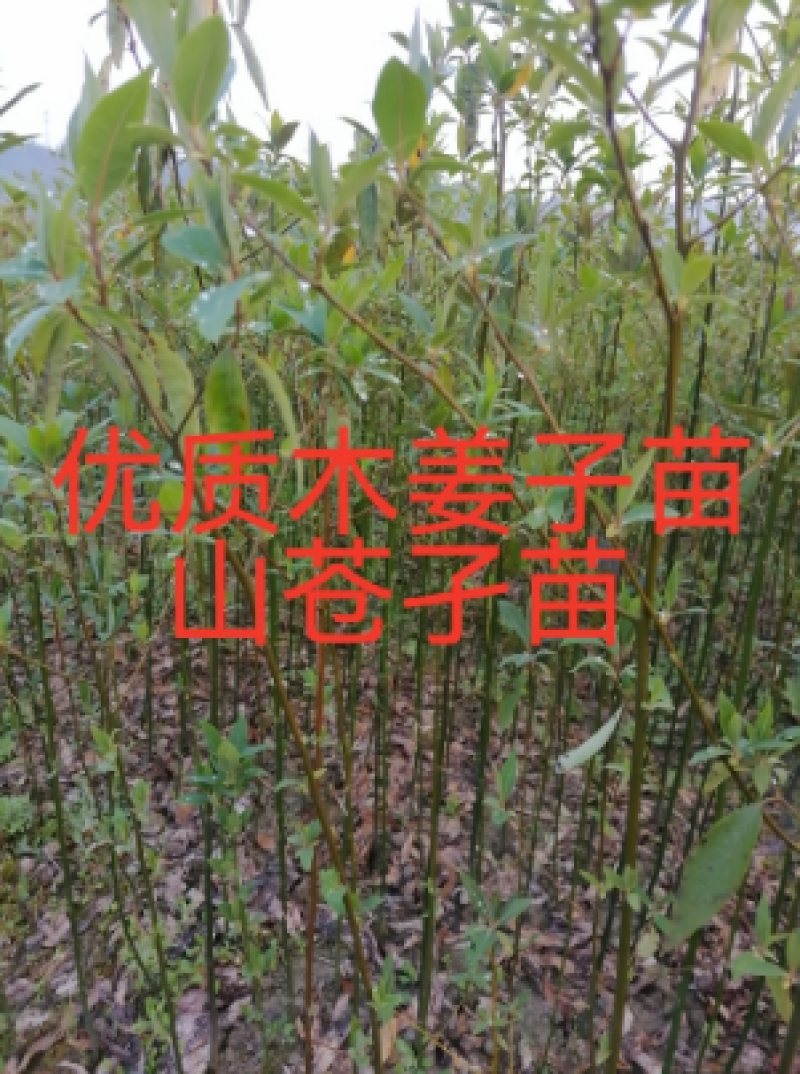 木姜子苗（山胡椒苗、山苍子苗）优质苗种