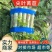 尖叶莴笋，产地一手货，质量好，量大价格优惠，欢迎采购