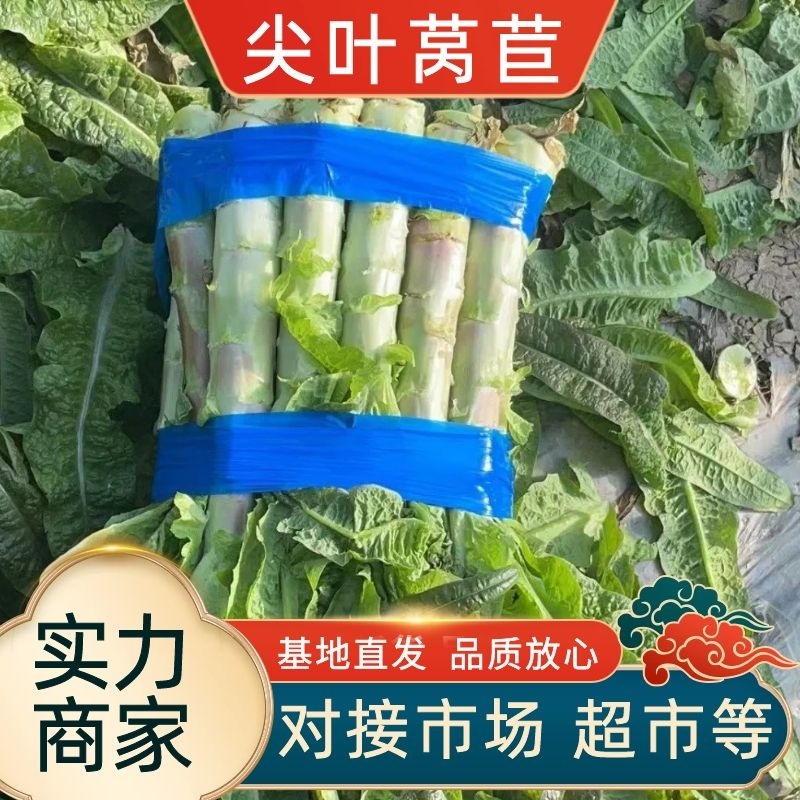 尖叶莴笋，产地一手货，质量好，量大价格优惠，欢迎采购