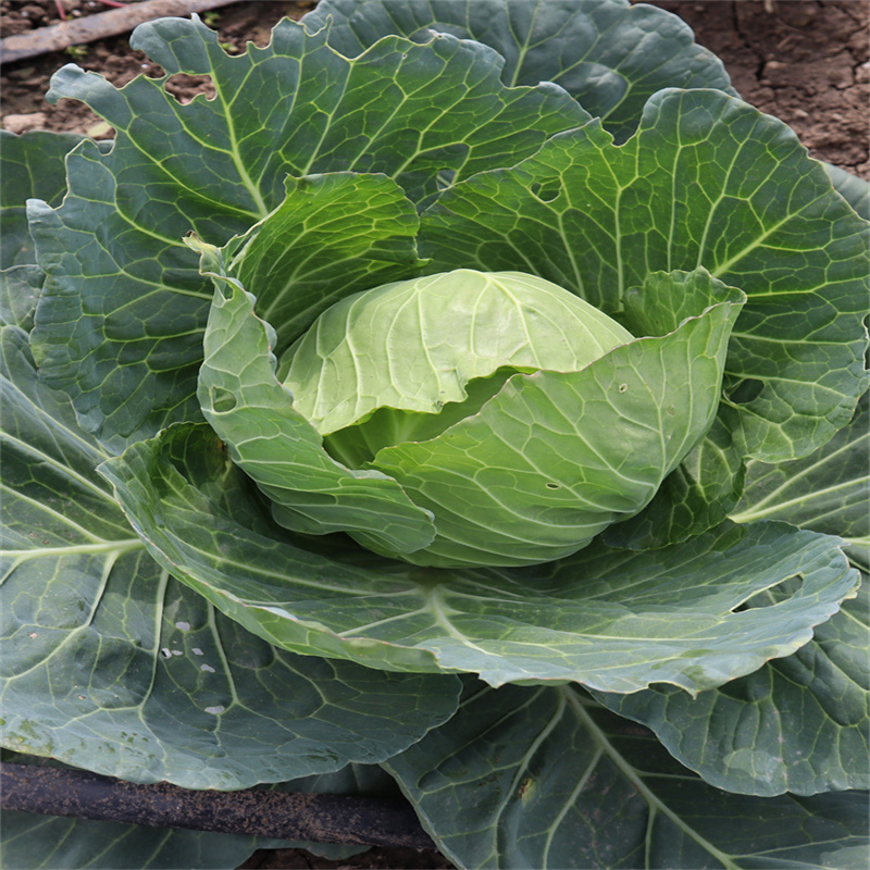 春满园甘蓝种子耐热包菜种子抗热夏播雄性大头菜卷心菜包心籽