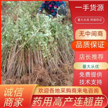 【热卖】连翘苗高产药用连翘苗基地直发提供技术支持