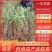 【热卖】连翘苗高产药用连翘苗基地直发提供技术支持