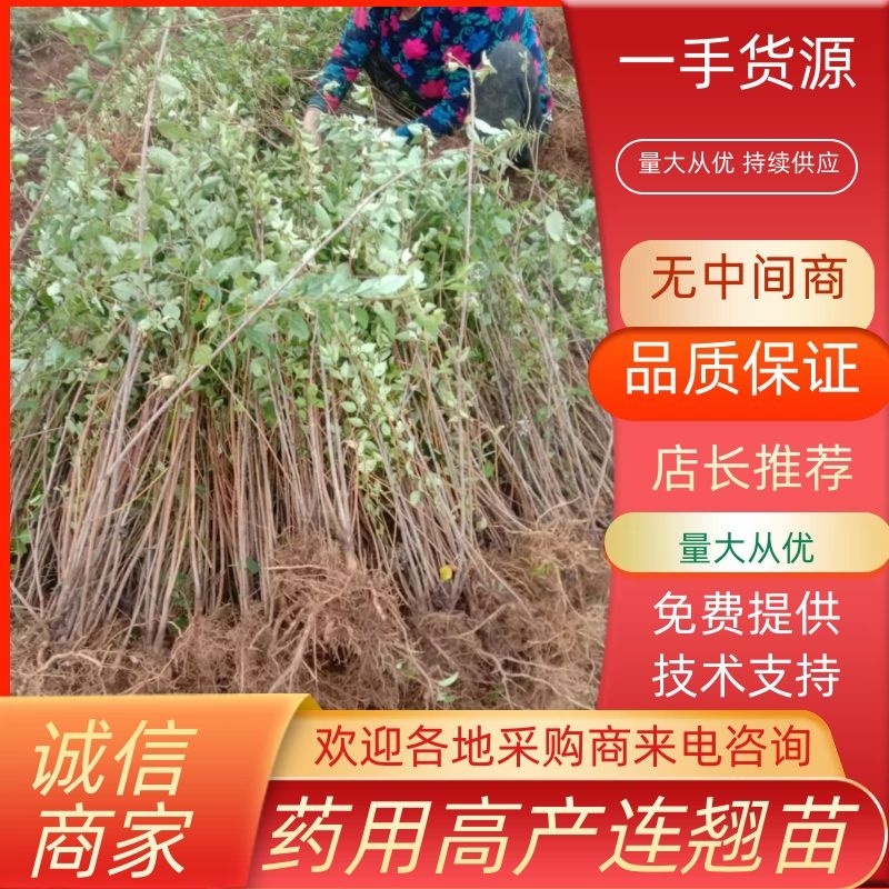 【热卖】连翘苗高产药用连翘苗基地直发提供技术支持