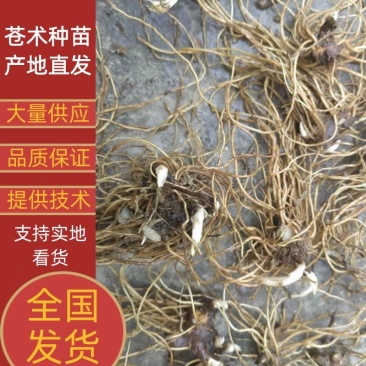 【精品】苍术种苗苗圃基地直发提供技术品质保证