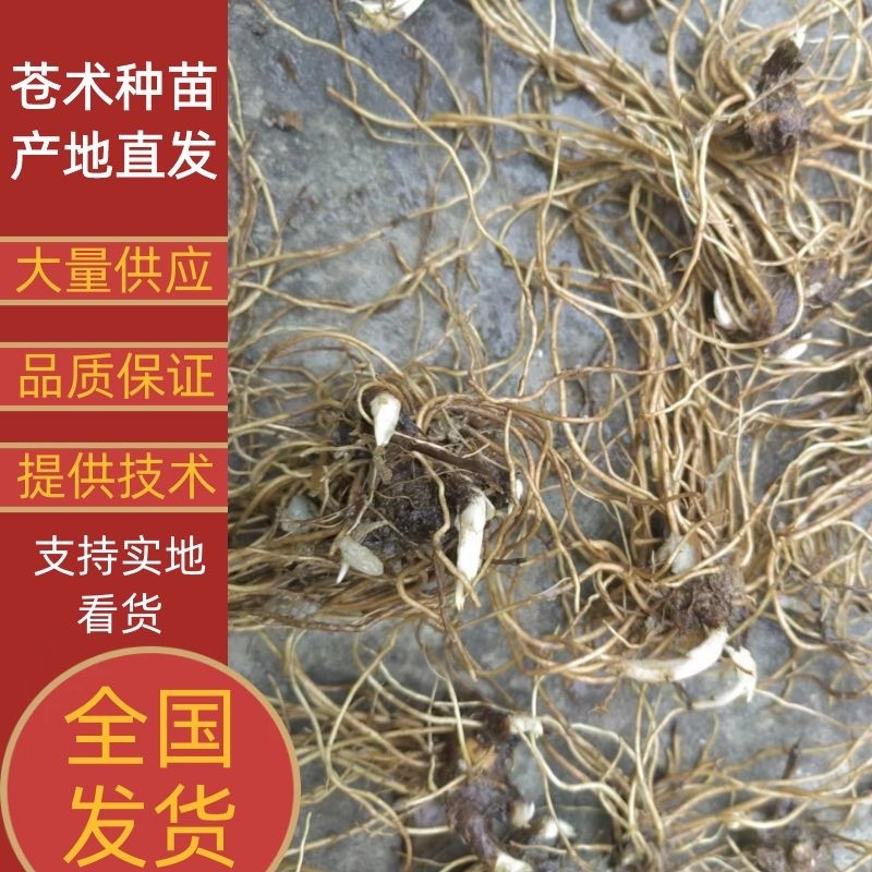 【精品】苍术种苗苗圃基地直发提供技术品质保证