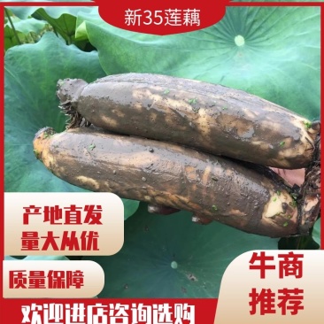 洪湖莲藕新35莲藕大量上市量大从优皮色白