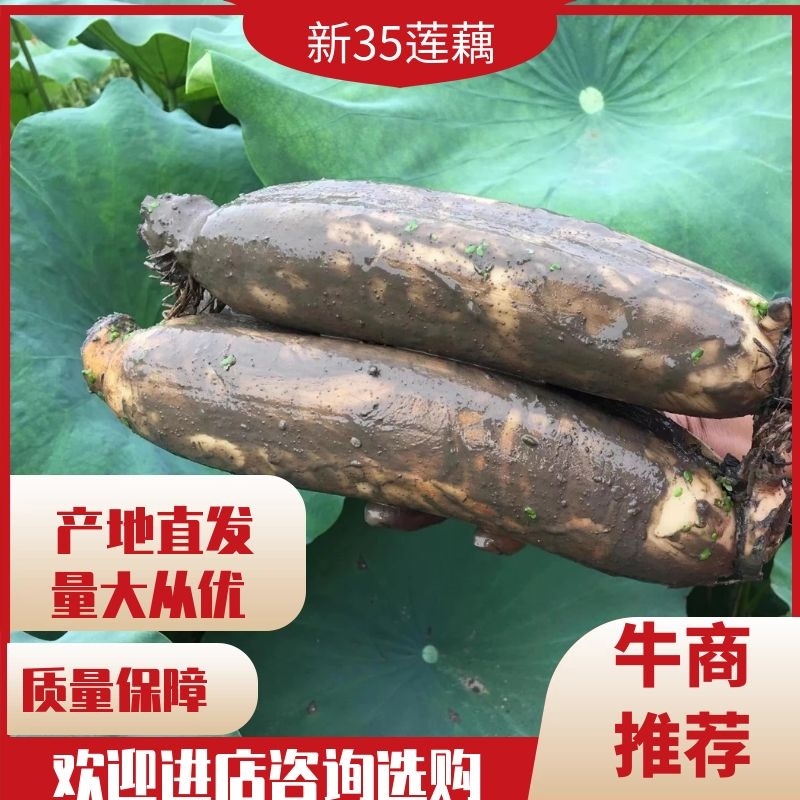洪湖莲藕新35莲藕大量上市量大从优皮色白