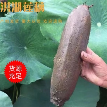 新35莲藕洪湖莲藕量大从优产地直发货品质量有保障