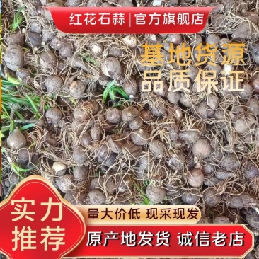 石蒜红花石蒜彼岸花曼珠沙华黄花石蒜一手货源